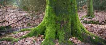 While green moss on trees isn't necessarily harmful, it can contribute to a myriad of potential problems. Is Moss A Problem On Your Tree Tampa Tree