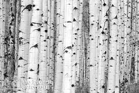 Black And White Aspen Trees In Colorado Photo Various Sizes Etsy