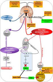 Frontiers The Vagus Nerve In The Neuro Immune Axis Implications In The Pathology Of The Gastrointestinal Tract Immunology