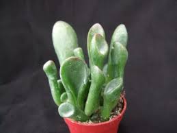 ¿qué debemos tener en cuenta a la hora de elegir nuestro cactus? Cactus Y Suculentas Octubre 2016
