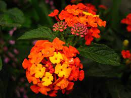 Orange Lantana Shrub Verbena Lantana Camara Organic 10 Seeds Free Us Shipping Lantana Lantana Camara Showy Flowers