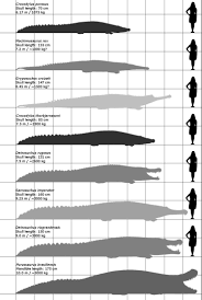 a size chart of the largest known crocodilians naturewasmetal