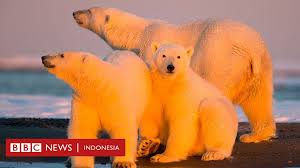 Program yg mengandakan diri sendri adalah. Satwa Satwa Liar Terancam Pengeboran Minyak Amerika Serikat Di Arktika Bbc News Indonesia