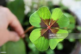 Image result for Oxalis tetraphylla
