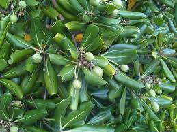 Image result for Pittosporum abyssinicum