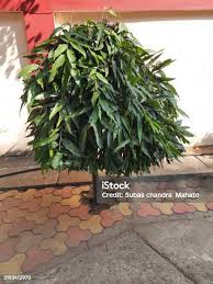 Image result for Monoon longifolium