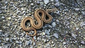 Könen hos huggormar är olikfärgade, vilket är ovanligt hos ormar. Observerer Mye Huggorm I Baerumsmarka Budstikka