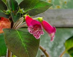 Image result for Rothia hirsuta