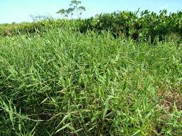 Image result for Urochloa semiundulata