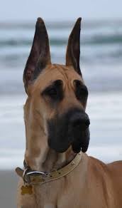 Very cute super well tamed, magnificent, lovely and charming great dane puppies(100% pure. Crop Great Dane Ears Petsidi