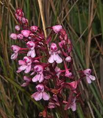 Image result for Disa saxicola