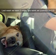 40 Times Doggos Acted So Ridiculously When Riding In Cars That Their Owners Just Had To Take A Pic Bored Panda