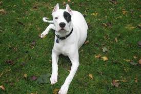 The point is, it is a breed with a very kind character, which is very fond of communication with people. Dogo Argentino Athletischer Jagdhund Aus Argentinien Deinetierwelt