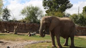 2020 flyer both festivals download. An African Elephant At Tucson S Reid Park Zoo Is Pregnant Mom Is Expected To Give Birth Spring 2020
