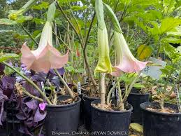 Image result for Brugmansia