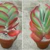 This artificial flapjack paddle succulent plant kalanchoe thyrsiflora with soft green sedum looks so real you will be tempted to water it. 1