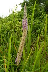 Image result for Uraria