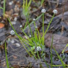 Image result for Eriocaulon