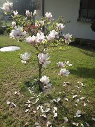 Magnolia In Templin Brandenburg Germany Garten Brandenburg