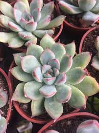 ピンクの縁取りが可愛い 花うらら 多肉植物の育て方 もじゃさん工房