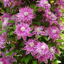 Maybe you would like to learn more about one of these? Clematis Josephine White Flower Farm