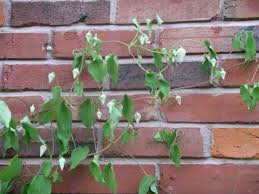 If clematis leaves begin to turn yellow, suspect scale. Clematis Wilt