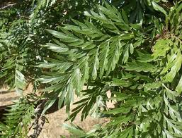 Image result for Grevillea robusta