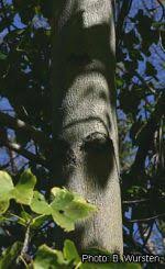 Image result for Sterculia appendiculata