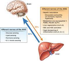 The nervous system is the part of an animal's body that coordinates its behavior and transmits signals between different body areas. The Potential Implication Of The Autonomic Nervous System In Hepatocellular Carcinoma Cellular And Molecular Gastroenterology And Hepatology