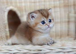 pin on katzen