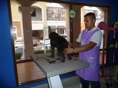 See what pet vet clinic (petvetclinic) has discovered on pinterest, the world's biggest collection of ideas. 26 Ideas De Happy Pets Panama Panama Diseno De Hospitales Guarderia Perros