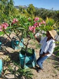 Image result for Plumeria rubra