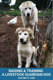 Ready for rehoming by the end of august. Livestock Guardian Dogs Training And Care Maremma Sheepdogs Livestock Guardian Dog Livestock Guardian Maremma Dog