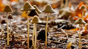 Magic mushrooms is the most common term applied to any mushroom which contains psilocybine and/or psilocine. Magic Mushroom Medicine Passes First Clinical Safety Trial Financial Times