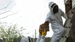 Orange county pest control, rodent control, termite treatment and wildlife removal experts. Pest Control Company Helps Houston Woman Get Rid Of Home S Massive Bee Infestation