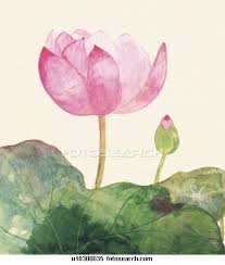 Close Up Drawing Of Lotus Flower And Bud Custom Wall Art Art Illustration