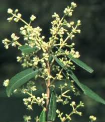 Image result for Nuxia congesta