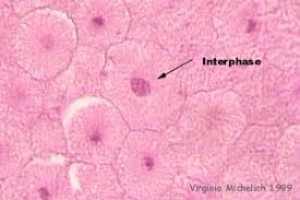 Review for Chapters 12 13 16 17 Flashcards Easy Notecards