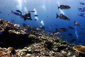 Ciri utama suatu ekosistem dikategorikan sebagai ekosistem laut adalah airnya yang terasa sangat asin. Kesehatan Ekosistem Laut Semakin Memburuk