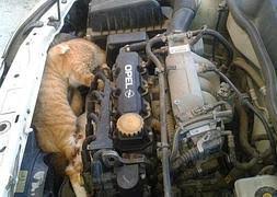 Este Coche Huele A Gato Muerto La Rioja