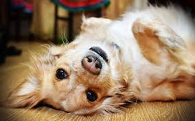 Gestos de los Perros y su Significado - Así se expresan con nosotros