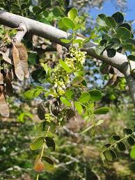 Image result for Dalbergia melanoxylon