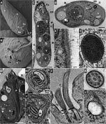 Image result for Isonema