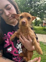 🚨Have you considered fostering? NOW is an amazing time to foster through  Champs Chance Inc We provide everything you need for fostering including  food! Swipe through to get to know some of