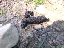 Image result for marten poop