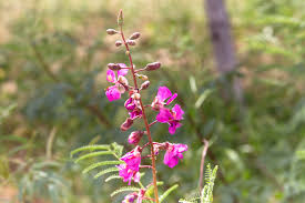 Image result for Caesalpinia glandulosopedicellata
