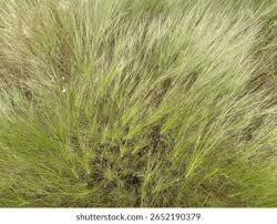 Image result for Leptochloa coerulescens