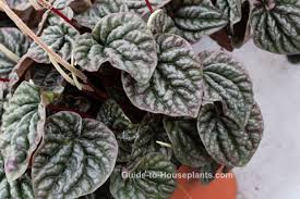 So i'm very, veeeeery excited to see whether it will have some too. Peperomia Caperata Indoor Plant Care