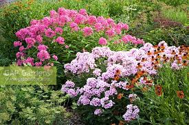 Image result for Phlox paniculata `Bright Eyes`