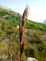 Image result for Tetraria